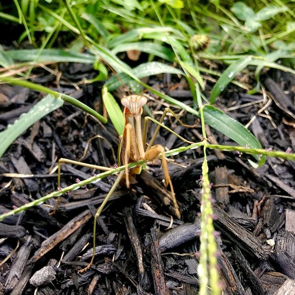 Meet your Posher, Francisco - Picture 1 of 2